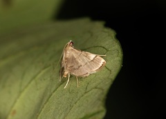 Cangetta hartoghialis