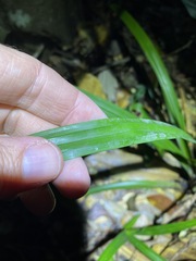 Cyperus pedunculosus