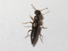 Rugilus rufipes