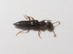 Rugilus rufipes