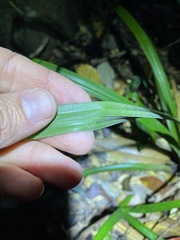 Cyperus pedunculosus