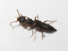 Rugilus rufipes