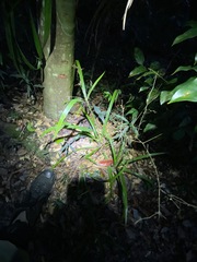 Cyperus pedunculosus