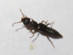 Rugilus rufipes