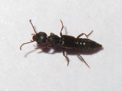 Rugilus rufipes