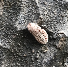 Coelostomidia