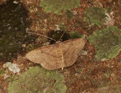Mecodina bisignata