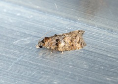 Polylopha cassiicola