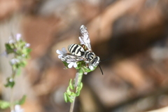 Triepeolus subnitens