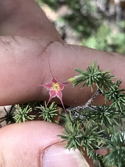Calytrix exstipulata