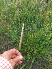 Bothriochloa longipaniculata