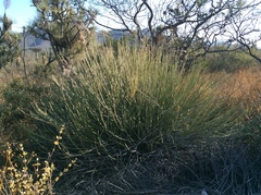 Euphorbia rossiana