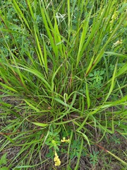 Bothriochloa longipaniculata