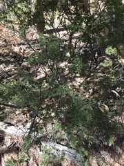 Calytrix exstipulata