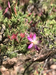 Calytrix exstipulata