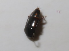 Tachinus corticinus