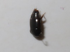 Tachinus corticinus