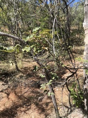 Brachychiton chillagoensis