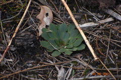 Stylidium diversifolium