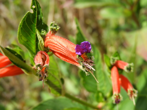 Cuphea schumannii
