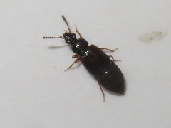 Omalium rivulare