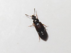Omalium rivulare
