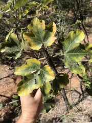 Brachychiton chillagoensis