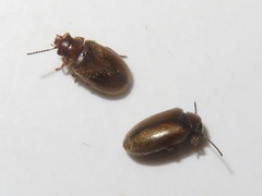 Contacyphon laevipennis