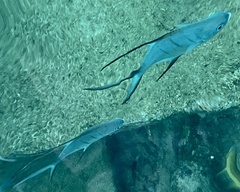 Trachinotus goodei