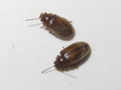 Contacyphon laevipennis