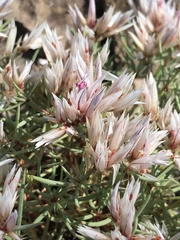 Polycarpaea spirostylis