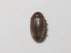 Contacyphon laevipennis