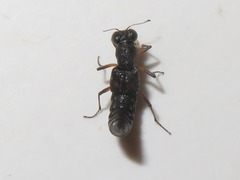 Stenus bimaculatus