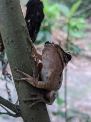 Polypedates leucomystax