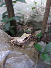 Polypedates leucomystax