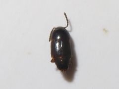 Tachinus corticinus