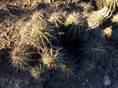 Ferocactus flavovirens