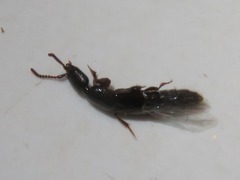 Gyrohypnus fracticornis