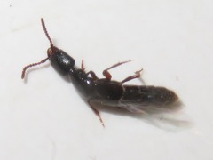 Gyrohypnus fracticornis