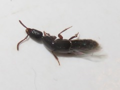 Gyrohypnus fracticornis
