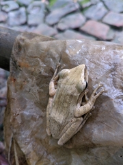 Polypedates leucomystax