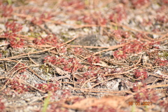 Drosera roseana