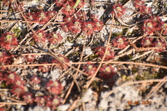Drosera roseana