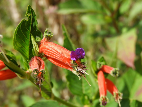 Cuphea schumannii, photograph 1