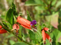 Cuphea schumannii, photograph (c) Leticia Jiménez Hernández, some rights reserved (CC BY-SA)