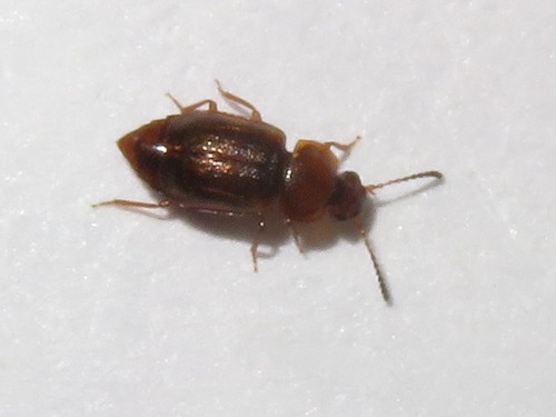 Anthobium unicolor, Leidschendam, Nederland, photo 3 of 10