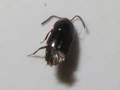 Tachinus corticinus