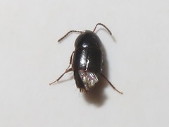 Tachinus corticinus
