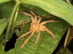 Heteropoda pingtungensis