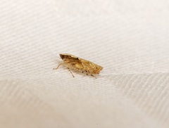 Scaphoideus coniceus